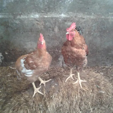 Azienda Agrituristica La Torre Farm stay *